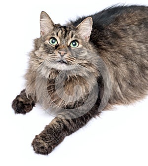 Beautiful furry adult cat