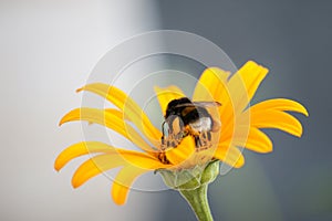 Beautiful furry bumblebee collects nectar on yellow flower