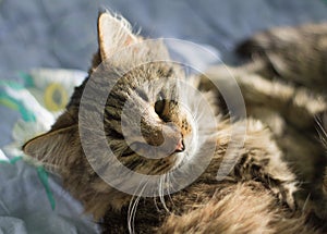 .beautiful furry cat lazily lying on the bed