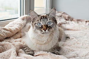 Beautiful furry cat of seal lynx point color with blue eyes is lying on a pink blanket.