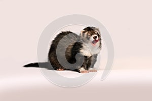 Beautiful furry ferret gently licked on a pink background.