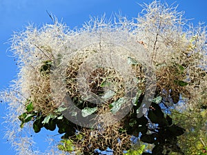 Beautiful furry flower in spring, Lithuania