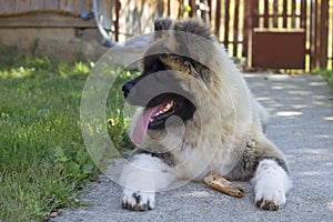 Beautiful furry large dog breed in the garden - american akita