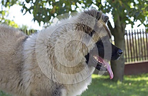 Beautiful furry large dog breed in the garden - american akita