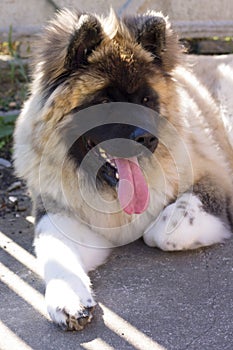 Beautiful furry large dog breed in the garden - american akita