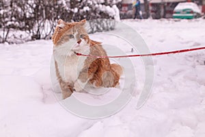 Krásna chlpatá oranžová mačka v snehu na vodítku