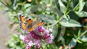 Beautiful fuzzy orange butterfly turning around while pollinating pink flower