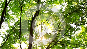 Beautiful fuzzy transfusion of light through green leaves of trees. natural blurred background, Nature abstract