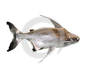 Beautiful gaff topsail catfish on white