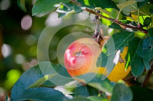 Beautiful gala apples in a Michigan orchard