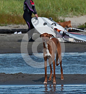 A beautiful Galgo espaÃÂ±ol gazehounds photo