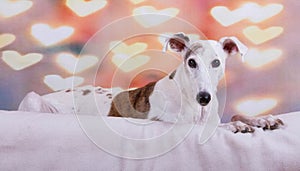 A beautiful galgo is lying in the bed with a beautiful background with shiny hearts