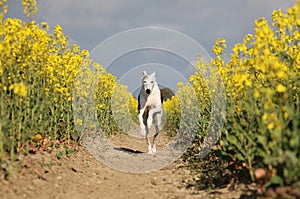 A beautiful galgo is running in a track of a rape seed field