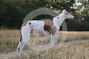 A Beautiful Galgo is standing in a Stubble Field