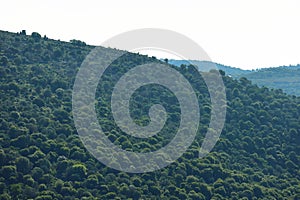 Beautiful Galilee landscape with trees.