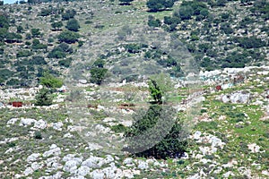 Beautiful Galilee landscape with trees.