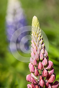 Beautiful Gallery Pink Lupins in full bloom in the walled gardens at Rousham House and Gardens