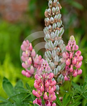 Beautiful Gallery Pink Lupins in full bloom in the walled gardens at Rousham House and Gardens