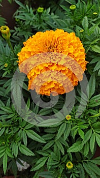 Beautiful Ganda Flower at Bengal