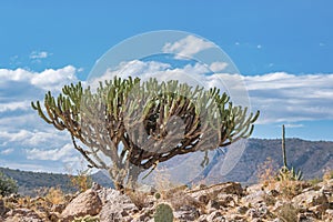 Beautiful garambullo cactus with sky in the background in semi-desert