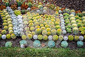 Beautiful garden arrangement decoration with many different cactus plants in a public park in Norrkoping Sweden.