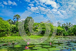 Beautiful garden with an artificial lake with many Lily pads in the water located at Marina Bay Sands in Singapore