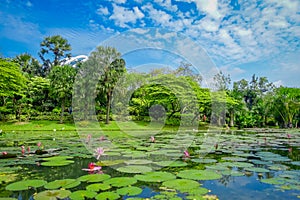 Beautiful garden with an artificial lake with many Lily pads in the water located at Marina Bay Sands in Singapore