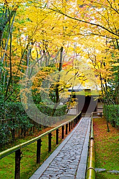 Beautiful garden in autumn, Kyoto Japan