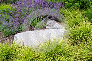 Beautiful garden background with yellow green grasses and purple flowers blooming on catmint surrounding a large rock