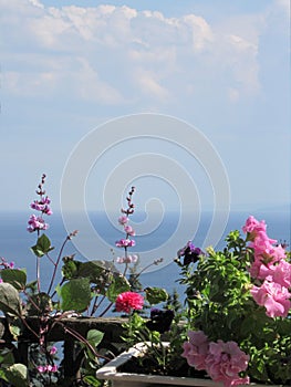 Beautiful garden on the balcony with flowering petunia and dolichos lablab on the background of blue river and sky