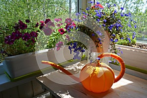 Beautiful garden on the balcony with orange watering can, petunia and lobelia flowers in pots