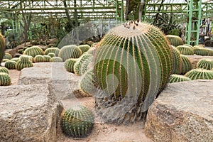 Beautiful garden of big cactus plants