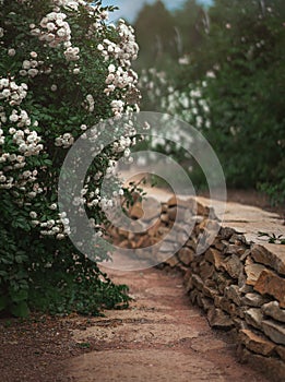 Beautiful garden with blooming rose bushes in summer