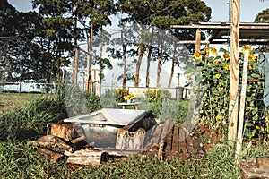 Beautiful garden with blooming sunflowers and an old bathtub for keeping the irrigation water