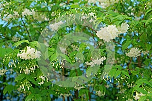 A beautiful garden of branches petite white petals Wrightia shrub on green leafs background, fragrant and flowering plant