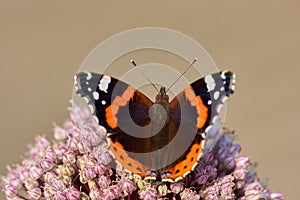 A beautiful garden butterfly sitting on the madar flower. Close up of a Red admirable with its wings wide open. Macro