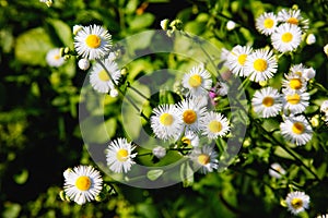 Beautiful garden chamomile flowering plants in grass. Camomile flowers. Top view Camomile tea with camomile flowers. Small white