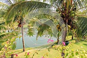 Beautiful garden with coconut palm tree s, meadow and lake - photo