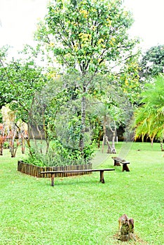 Beautiful garden with coconut trees green grass