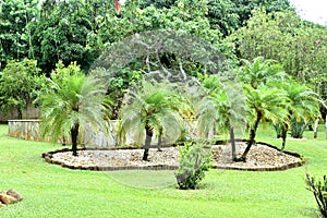 Beautiful garden with coconut trees green grass