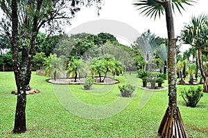 Beautiful garden with coconut trees green grass