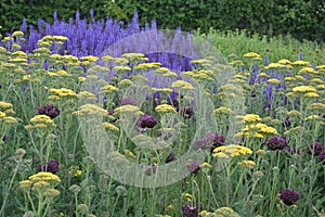 Beautiful garden with colourful flowerbeds