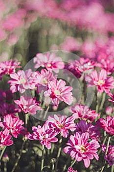 Beautiful garden Cosmos bipinnatus flower garden cosmos