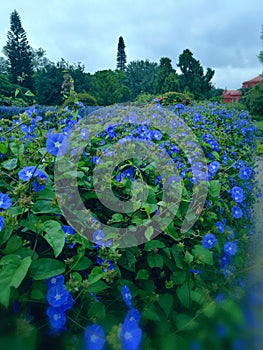 Beautiful garden at cubbon park