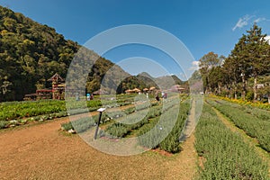 Beautiful garden , Doi Angkang garden.