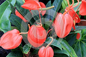 Beautiful garden filled with bright red Aroid plants