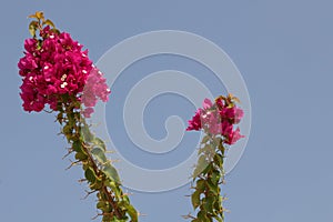 Beautiful garden flower against the sky, Bougainvillea variety Smarty Pants