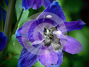 Beautiful garden flower with interesting colors