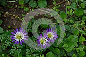 A beautiful garden flower known as blue Felicia amelloides, Lilac chamomile or blue African daisy photo