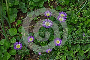 A beautiful garden flower known as blue Felicia amelloides, Lilac chamomile or blue African daisy photo